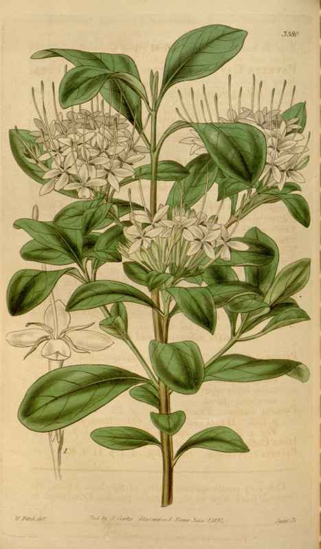 Vintage Victorian Retro Biological Flowers 464427 A4 Photo Print