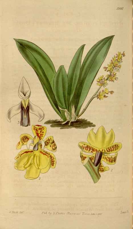 Vintage Victorian Retro Biological Flowers 464430 A4 Photo Print
