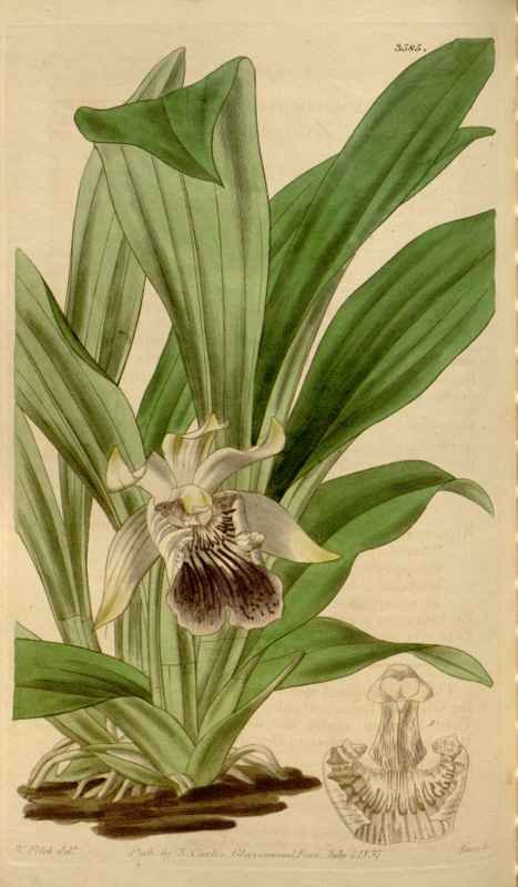 Vintage Victorian Retro Biological Flowers 464443 A4 Photo Print
