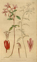 Vintage Victorian Retro Biological Flowers 464455 A4 Photo Print
