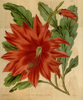 Vintage Victorian Retro Biological Flowers 464482 A4 Photo Print