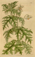 Vintage Victorian Retro Biological Flowers 464485 A4 Photo Print