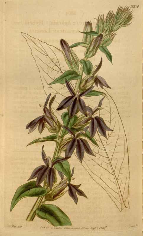 Vintage Victorian Retro Biological Flowers 464500 A4 Photo Print