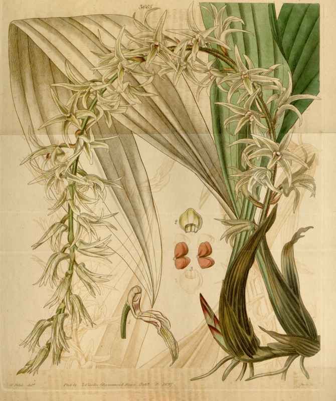 Vintage Victorian Retro Biological Flowers 464502 A4 Photo Print