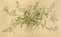 Vintage Victorian Retro Biological Flowers 464514 A4 Photo Print