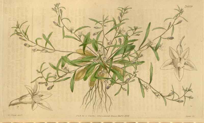 Vintage Victorian Retro Biological Flowers 464514 A4 Photo Print