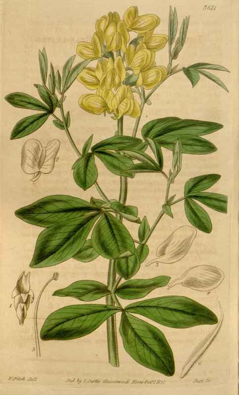 Vintage Victorian Retro Biological Flowers 464520 A4 Photo Print