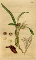 Vintage Victorian Retro Biological Flowers 464528 A4 Photo Print