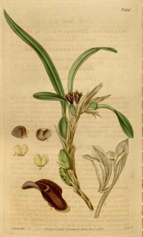 Vintage Victorian Retro Biological Flowers 464528 A4 Photo Print