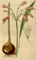 Vintage Victorian Retro Biological Flowers 464531 A4 Photo Print