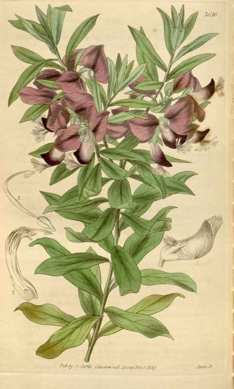 Vintage Victorian Retro Biological Flowers 464534 A4 Photo Print