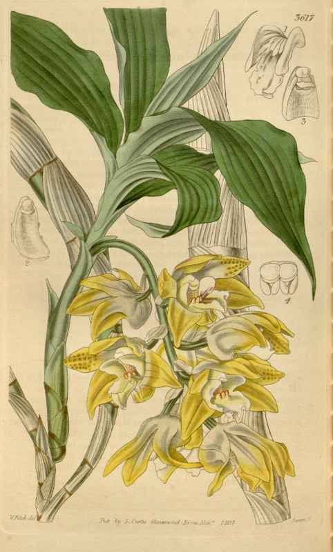 Vintage Victorian Retro Biological Flowers 464537 A4 Photo Print