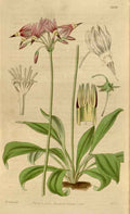 Vintage Victorian Retro Biological Flowers 464552 A4 Photo Print