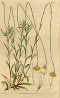 Vintage Victorian Retro Biological Flowers 464561 A4 Photo Print