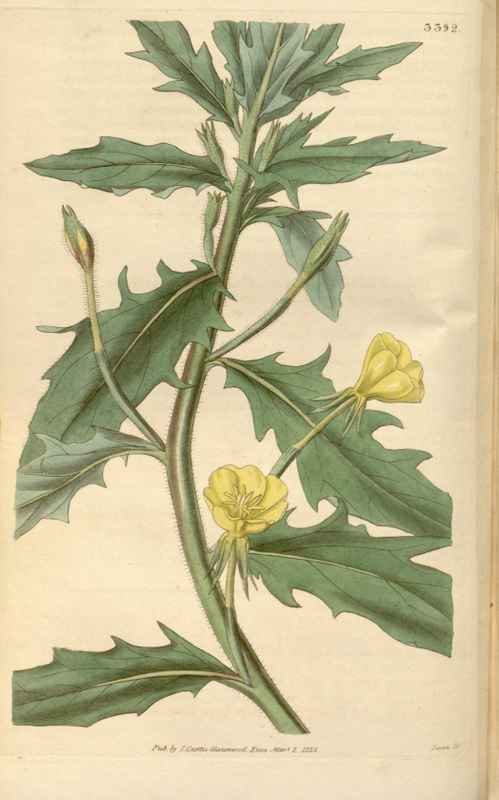 Vintage Victorian Retro Biological Flowers 465921 A4 Photo Print