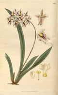 Vintage Victorian Retro Biological Flowers 465924 A4 Photo Print