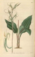 Vintage Victorian Retro Biological Flowers 465958 A4 Photo Print