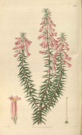 Vintage Victorian Retro Biological Flowers 465970 A4 Photo Print