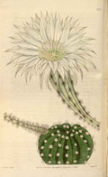 Vintage Victorian Retro Biological Flowers 465982 A4 Photo Print