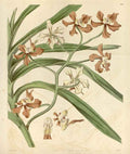 Vintage Victorian Retro Biological Flowers 465999 A4 Photo Print
