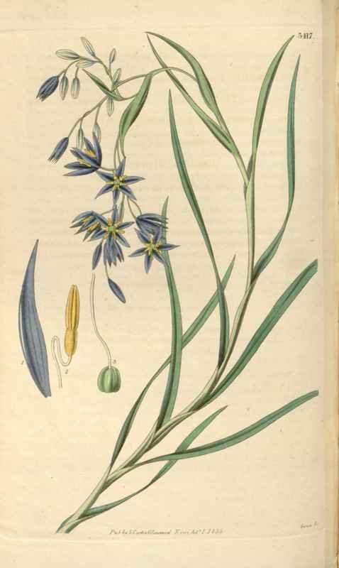 Vintage Victorian Retro Biological Flowers 466002 A4 Photo Print