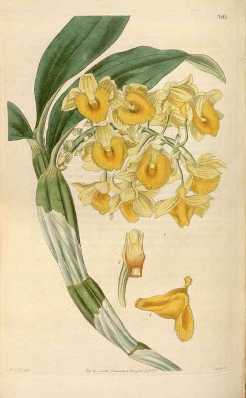 Vintage Victorian Retro Biological Flowers 466005 A4 Photo Print