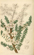 Vintage Victorian Retro Biological Flowers 466008 A4 Photo Print