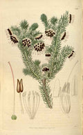 Vintage Victorian Retro Biological Flowers 466032 A4 Photo Print