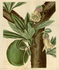 Vintage Victorian Retro Biological Flowers 466041 A4 Photo Print