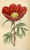 Vintage Victorian Retro Biological Flowers 466045 A4 Photo Print