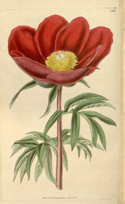 Vintage Victorian Retro Biological Flowers 466045 A4 Photo Print