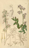 Vintage Victorian Retro Biological Flowers 466050 A4 Photo Print