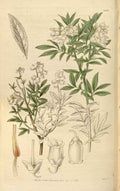 Vintage Victorian Retro Biological Flowers 466053 A4 Photo Print
