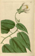 Vintage Victorian Retro Biological Flowers 466059 A4 Photo Print