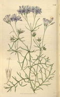 Vintage Victorian Retro Biological Flowers 466070 A4 Photo Print