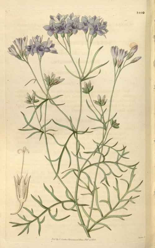 Vintage Victorian Retro Biological Flowers 466070 A4 Photo Print