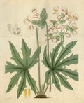Vintage Victorian Retro Biological Flowers 466082 A4 Photo Print