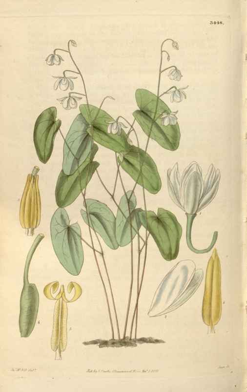 Vintage Victorian Retro Biological Flowers 466094 A4 Photo Print