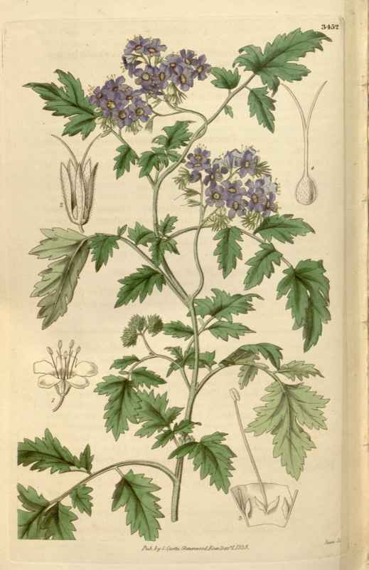 Vintage Victorian Retro Biological Flowers 466106 A4 Photo Print