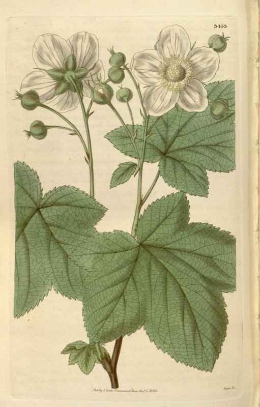 Vintage Victorian Retro Biological Flowers 466109 A4 Photo Print