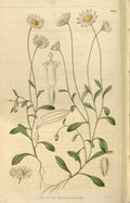 Vintage Victorian Retro Biological Flowers 466114 A4 Photo Print