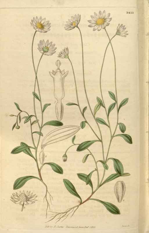 Vintage Victorian Retro Biological Flowers 466114 A4 Photo Print