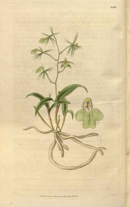 Vintage Victorian Retro Biological Flowers 466120 A4 Photo Print