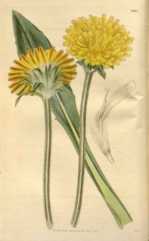 Vintage Victorian Retro Biological Flowers 466140 A4 Photo Print