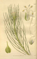 Vintage Victorian Retro Biological Flowers 466163 A4 Photo Print