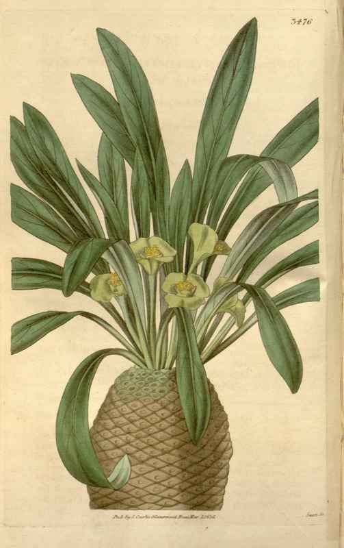 Vintage Victorian Retro Biological Flowers 466183 A4 Photo Print