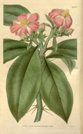 Vintage Victorian Retro Biological Flowers 466189 A4 Photo Print