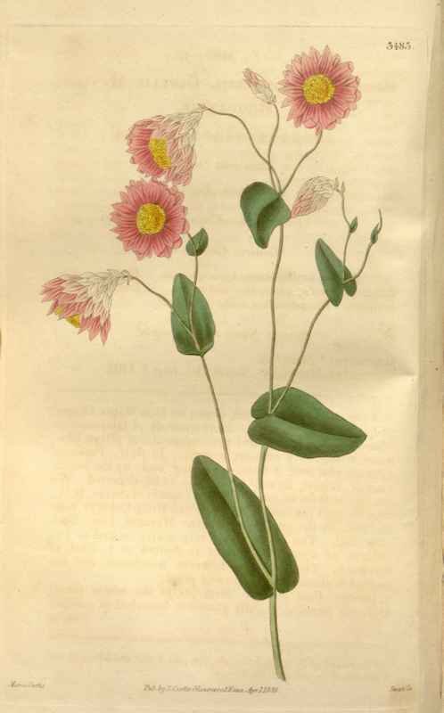 Vintage Victorian Retro Biological Flowers 466204 A4 Photo Print