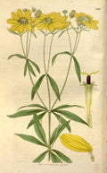 Vintage Victorian Retro Biological Flowers 466207 A4 Photo Print