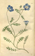 Vintage Victorian Retro Biological Flowers 466210 A4 Photo Print